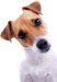 Pet Insurance Comparisons Online. 