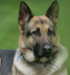 Close Quarter Battle K-9