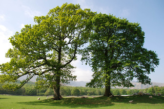 Go Paperless on Arbor Day