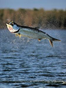 Everglades Tarpon
