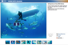 Stuart Cove’s Dive Bahamas on ABCNews.com