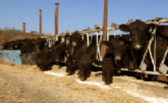 Cattle feeding on Sila-Max Earlage formula  (770) 927-3206 for info