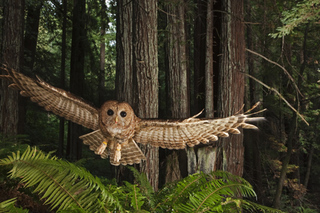 Northern Spotted Owl, California, 2009 Northern Spotted Owl, California, 2009