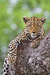 Mara Plains Camp in Kenya has been "a magnet for leopards" lately, including a mother with cubs reports Africa Adventure Consultants &copy; Africa Adventure Consultants