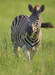 Family safaris offer a chance to see species like the zebra - a kids-favorite character from the "Madagascar" movies &ndash; in the wild &copy; Africa Adventure Consultants 