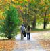 Explore Vail on foot this fall; photo by Rennett Stowe.