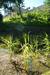 Reed beds as part of Sark Island Hotels' ecological water treatment initiative