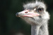 Kids enjoy the chance to get close to &ndash; and even ride &ndash; ostriches in Oudtshoorn, South Africa, on a family safari &copy; Africa Adventure Consultants