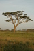 Africa's distinctive flora includes the Acacia tree, pictured. Kids on a family safari can plant an indigenous milkwood tree at the Grootbos Private Reserve &copy; Africa Adventure Consultants