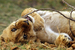 Families on Africa safari should watch for wildlife young like this lion cub, says AAC founder Kent Redding. Kids relate to baby animals as well as other children &copy; Africa Adventure Consultants