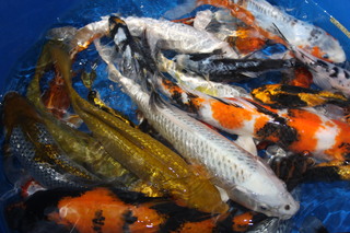 butterfly koi and other koi for sale