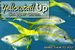 Yellowtail Up Snapper Chum 