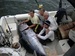 Cape Cod fishermen catch giant tuna using rods and reels. Rod and reel fishing eliminates the problem of by-catch