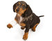 Pet Insurance Australia. 