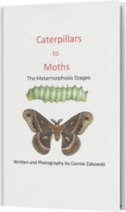 Mount Pleasant, WI Author Publishes Children's Book