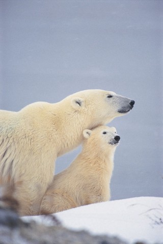 Natural Habitat Adventures provides Churchill Polar Bear Tours