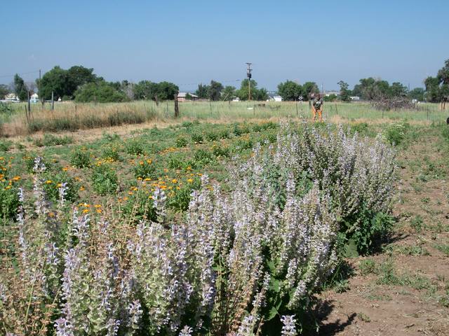 Lily Organics Farm