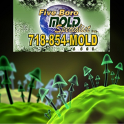 NYC mold removal companies