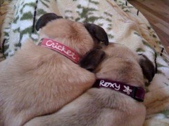Custom embroidered dog collars from the Mimi Green spring collection on our snuggle buddies.
