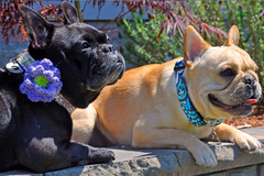 Precious pugs rocking new designer dog collars and collar flowers at the dog park. 