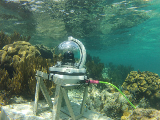 Underwater webcam in Grand Cayman