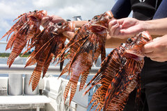 Nearly 600 lionfish were removed from Cayman reefs by 48<br />
cullers during a 24-hour tournament in April.