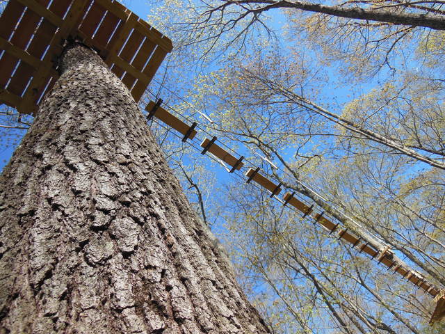 "Look up!" The Adventure Park at Storrs consists of different platforms in the trees connected by challenge bridges or zip lines. Five different courses to choose from. (photo by Anthony Wellman)