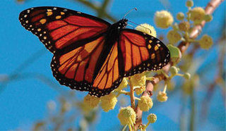 Annual Child Safety Event and Monarch Butterfly Release July 27, 2013 at Abington Senior High School