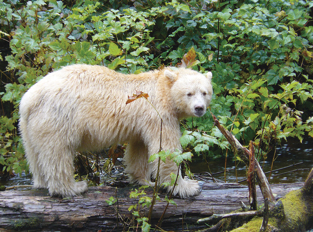 A rare white Spirit Bear, found in Canada's far western Coast Range (© Bluewater Adventures).