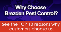 Call Brezden Pest Control in San Luis Obispo, CA at (805) 544-9446 for all your pest control problems.