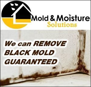 Mold & Moisture Solutions