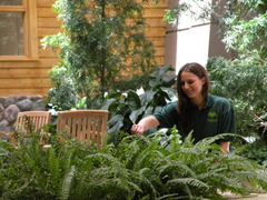 A Planterra horticultural technician carefully grooms the interior landscape at Henry Ford Hospital West Bloomfield. 