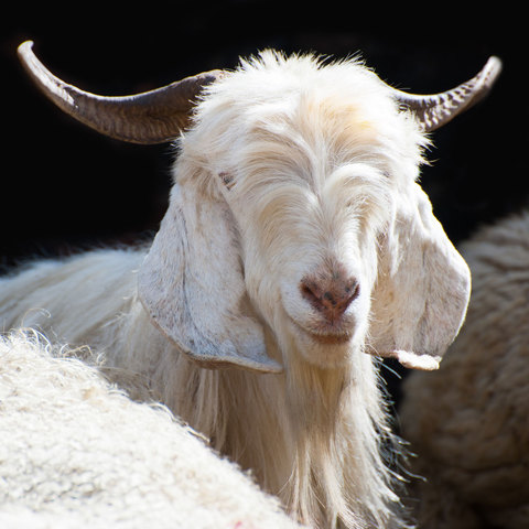 A White kashmir (pashmina) goat from Indian highland farm in Ladakh - this is the fibre that makes pashmina so special.