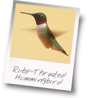 Ruby-Throated Hummingbird