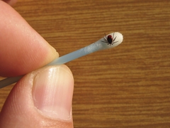 Ticks can be very small and difficult to spot