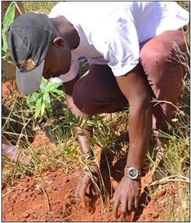 One of the Blue Disa farmers gives onlookers a demonstration on how to correctly replant the bamboos shoots.