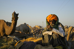The Pushkar Camel Fair