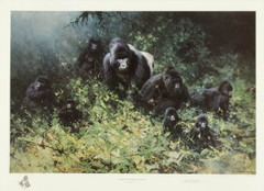 Mountain gorillas of Rwanda.