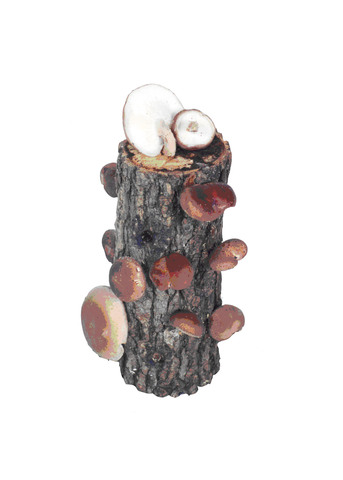 Shiitake Mushroom Log Kit - Good fun and good food  