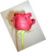 Image (simulated) of a real fresh rose custom imprinted with your message, ie., I Love You.
