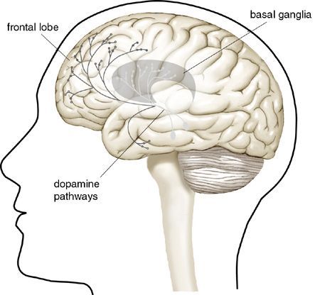 Dopamine directly affects fundamental roles in normal brain activity