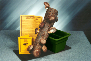 Shiitake Mushroom Gift Log Kits for Mushroom-Loving Moms 