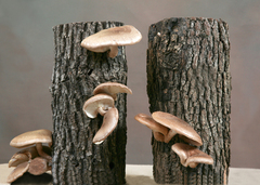 Ma & Pa Kit ~ Two 10" logs. Grows shiitakes every month by alternating the producing log. $50