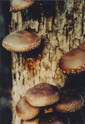 Shiitake Mushrooms growing on a hardwood log.