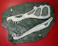 Linda's "Fossil" Baryonyx Skull