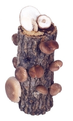 Fall is the Best Time for Growing 'Shrooms with a DIY Shiitake Mushroom Log Kit