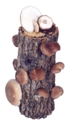 10" Single Shiitake Mushroom Log Kit from Lost Creek Mushroom Farm. Grows mushrooms every 2 months for years. $29.95, S&H included.