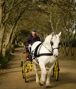 A new role for work horses in the recycling process on Sark
