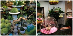 Find an iron urn with cattail puffs and hanging terrariums with air plants at Mahonia.