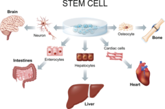 Stem cell differentiation into various tissues